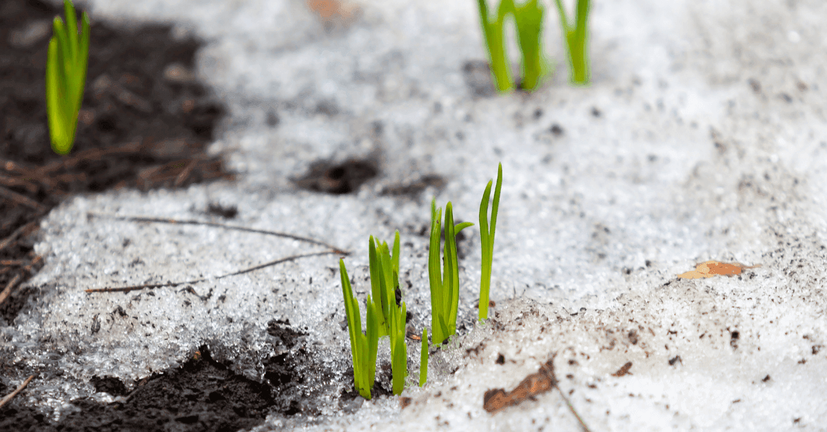 Winter Tree Prep: How to Protect Your Trees from Snow and Ice