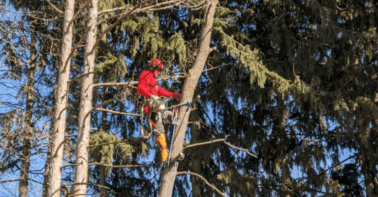 How to Spot Early Signs of Tree Disease Before It Spreads?