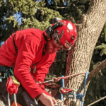 Free on-site tree assessment by Crawford Tree & Landscape in Greater Milwaukee