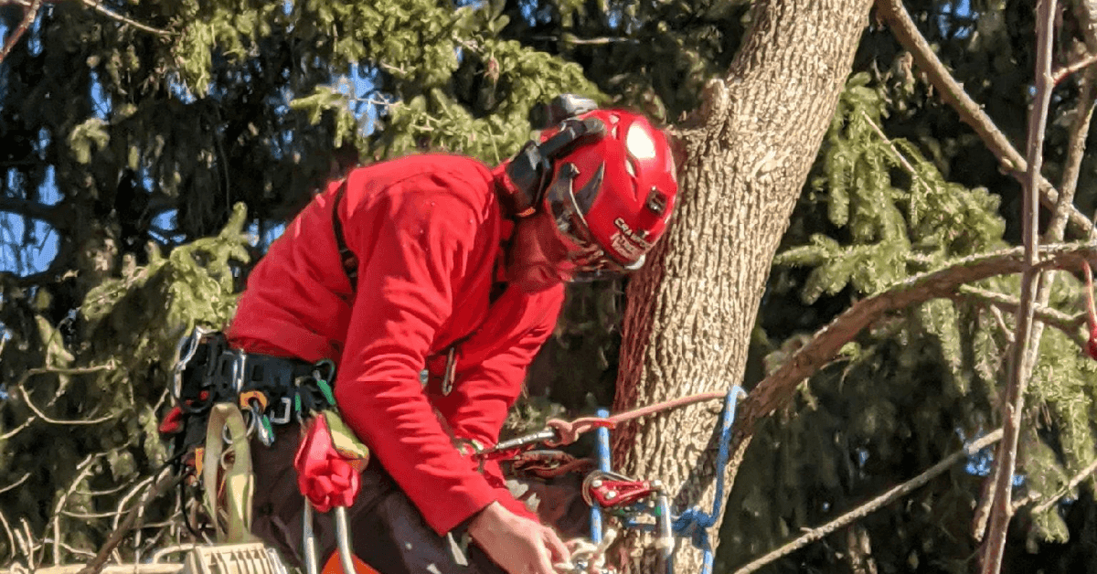 Free on-site tree assessment by Crawford Tree & Landscape in Greater Milwaukee