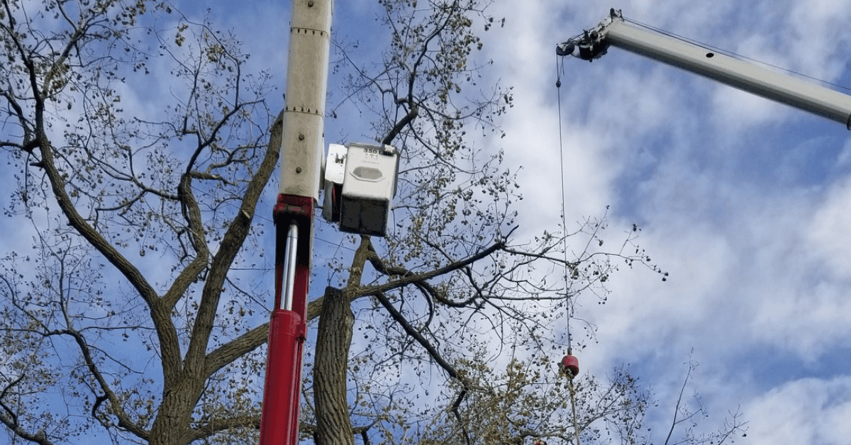 An ISA-certified arborist inspecting a tree canopy in a Wauwatosa residential yard