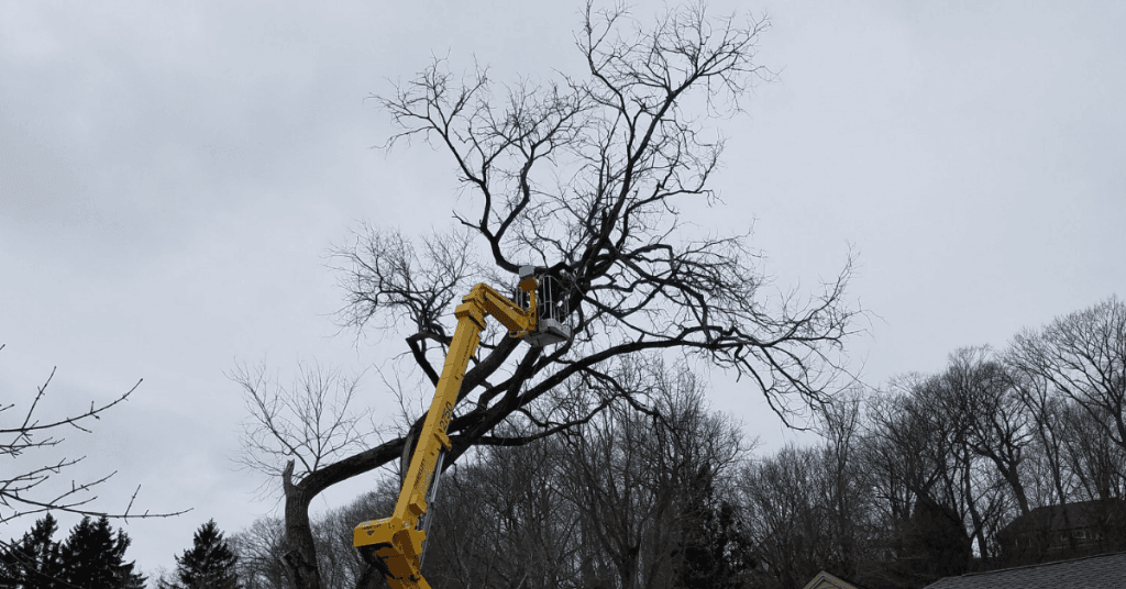 Certified arborist trimming a large tree in a residential yard in Thiensville, WI