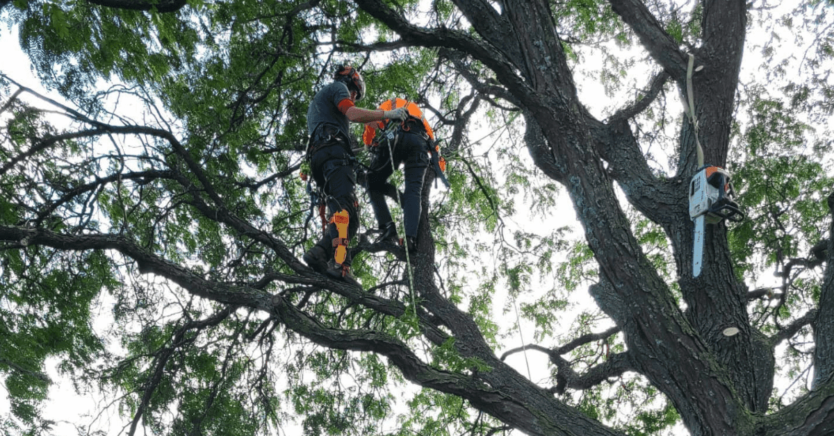 Arborist cutting down a dead tree safely near a home in Germantown, WI.