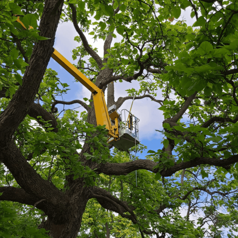 Free on-site tree assessment by Crawford Tree & Landscape in Greater Milwaukee