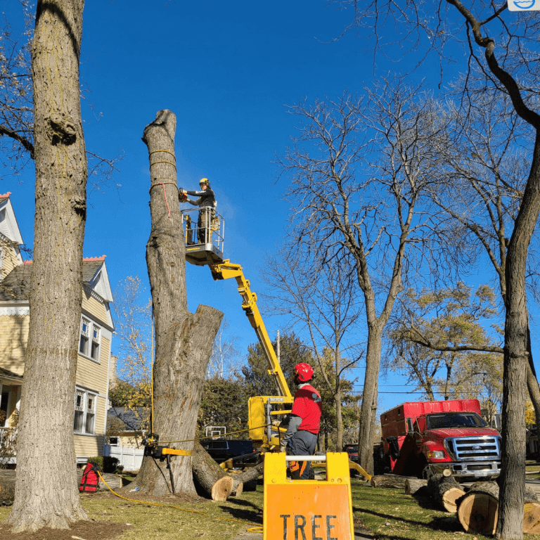 tree removal Fox Point WI