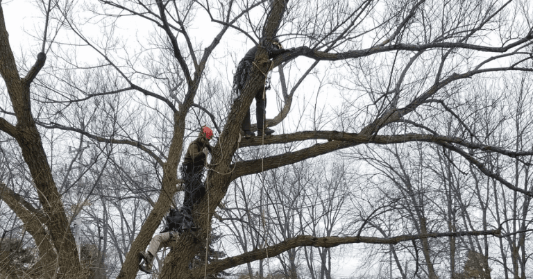 Certified arborist inspecting tree damage in Wauwatosa to determine if trimming or removal is needed