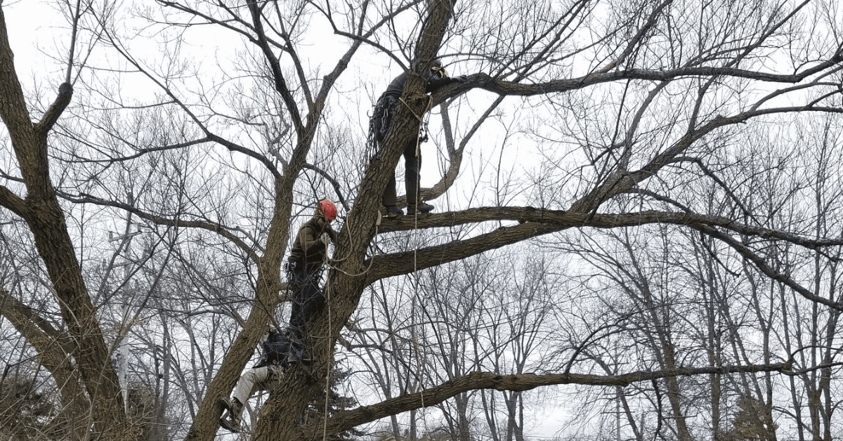 Certified arborist inspecting tree damage in Wauwatosa to determine if trimming or removal is needed