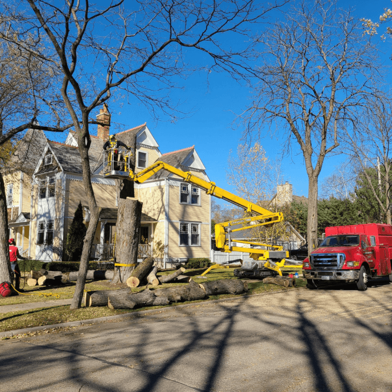Tree Removal in Whitefish Bay WI