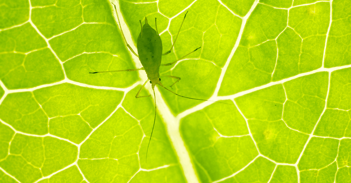 Plant Health Care