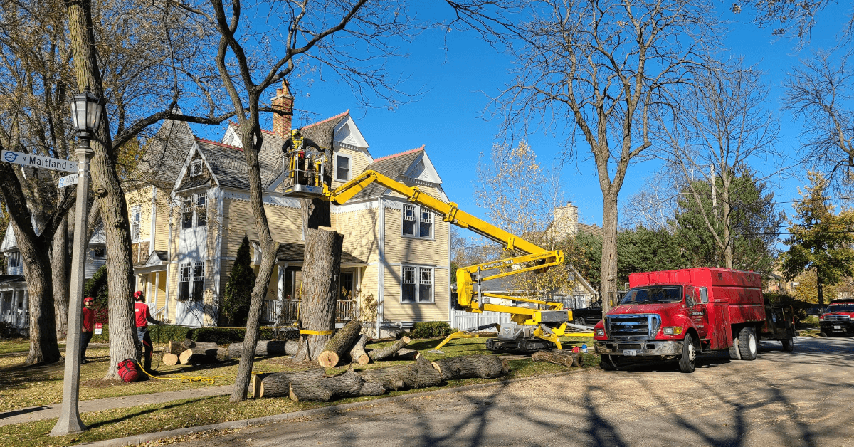 Tree removal services for homeowners and businesses in Milwaukee, Brookfield, Waukesha, and surrounding areas