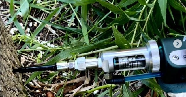 Certified arborist diagnosing tree disease in Milwaukee, WI