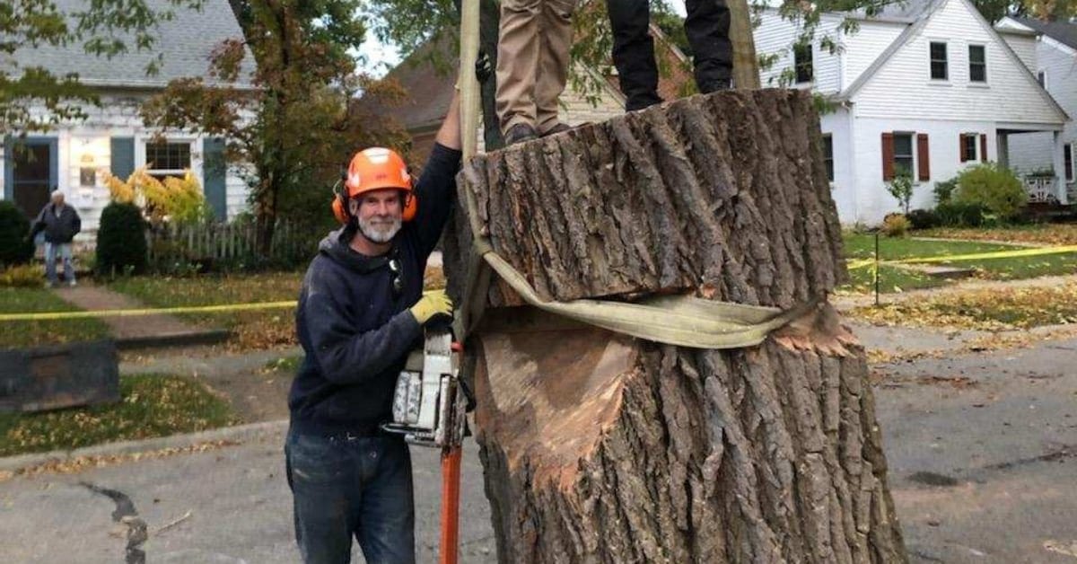 Certified arborists performing large tree removal, illustrating what impacts overall cost for homeowners.