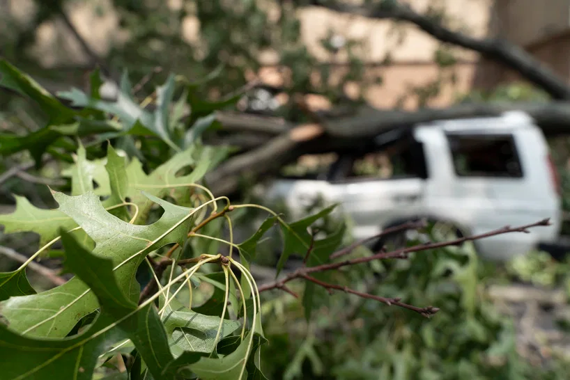 Get Expert Help from a Certified Arborist