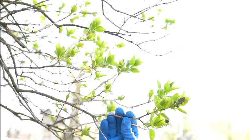 Top-Rated Tree Care for Milwaukee Homes & Businesses