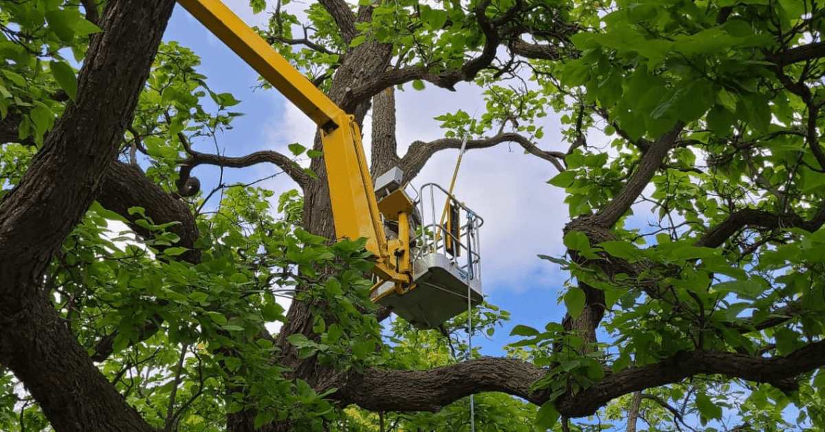DIY tree trimming compared with professional tree trimming services