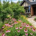 Native serviceberry and coneflowers in a Milwaukee front yard landscape.