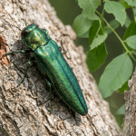 3 Signs the Emerald Ash Borer Is Eating Your Ash Tree