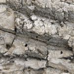 emerald ash borer damage on ash tree trunk and spotted lanternfly egg masses on tree bark showing invasive pest infestation and tree decline