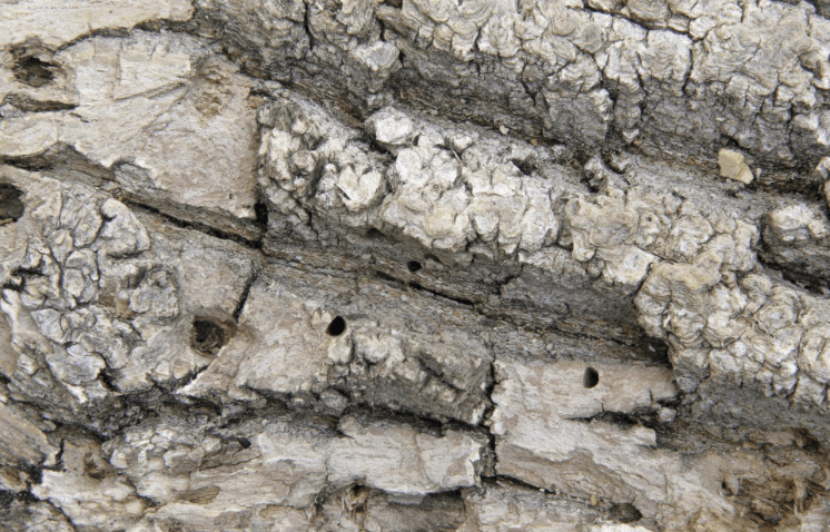 emerald ash borer damage on ash tree trunk and spotted lanternfly egg masses on tree bark showing invasive pest infestation and tree decline