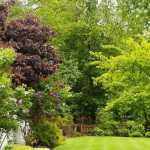 Winter-damaged tree branches on residential property in Milwaukee, Wisconsin