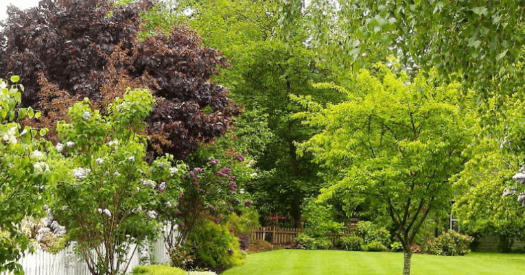 Winter-damaged tree branches on residential property in Milwaukee, Wisconsin