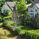 7 Signs Your Tree May Be About to Fall and What to Do First