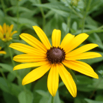 native flowers Milwaukee, low maintenance garden, Black-Eyed Susan, Purple Coneflower, Butterfly Weed, Milwaukee pollinators