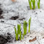 Winter Tree Prep: How to Protect Your Trees from Snow and Ice