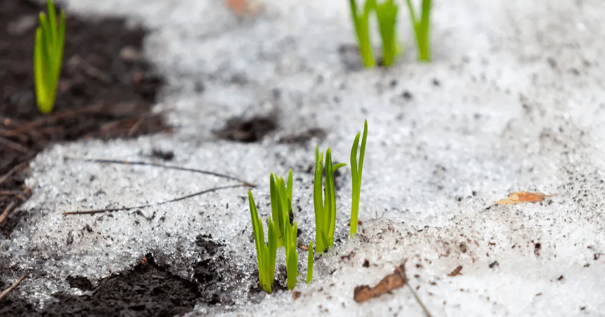 Winter Tree Prep: How to Protect Your Trees from Snow and Ice