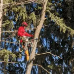 How to Spot Early Signs of Tree Disease Before It Spreads?