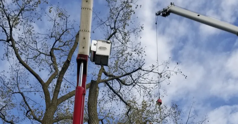 An ISA-certified arborist inspecting a tree canopy in a Wauwatosa residential yard
