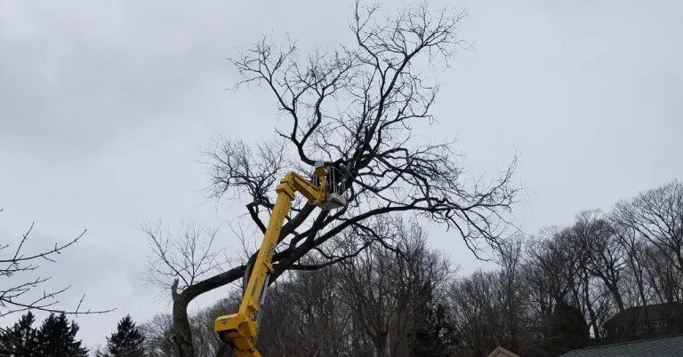 Certified arborist trimming a large tree in a residential yard in Thiensville, WI