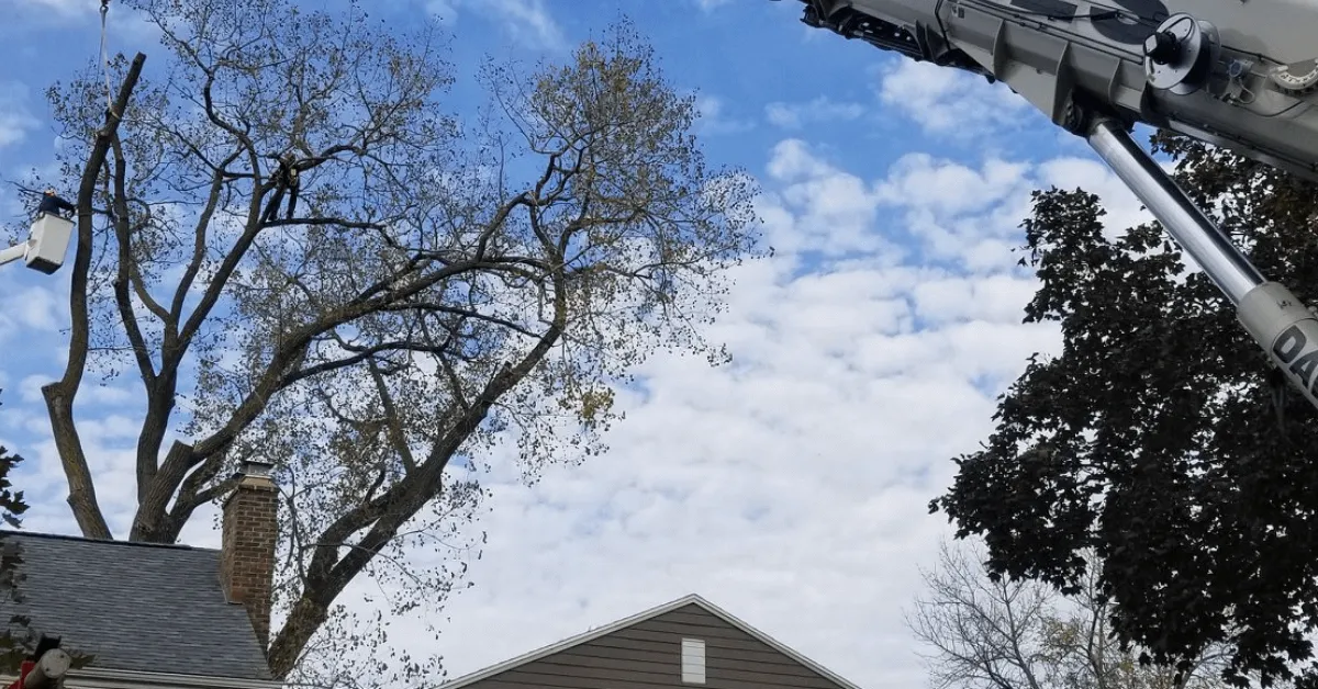 Storm Damage Prevention in Greater Milwaukee, WI: How to Get Your Trees Ready for Severe Weather