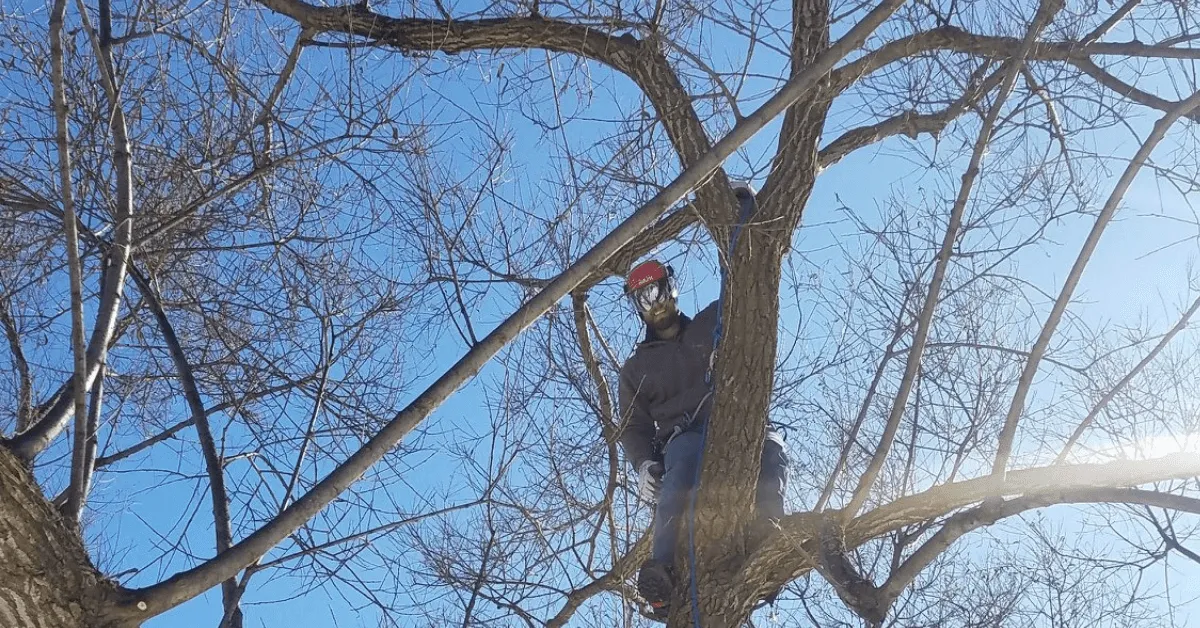 Tree pruning work being done by Crawford Tree and Landscape in Waukesha County ahead of winter