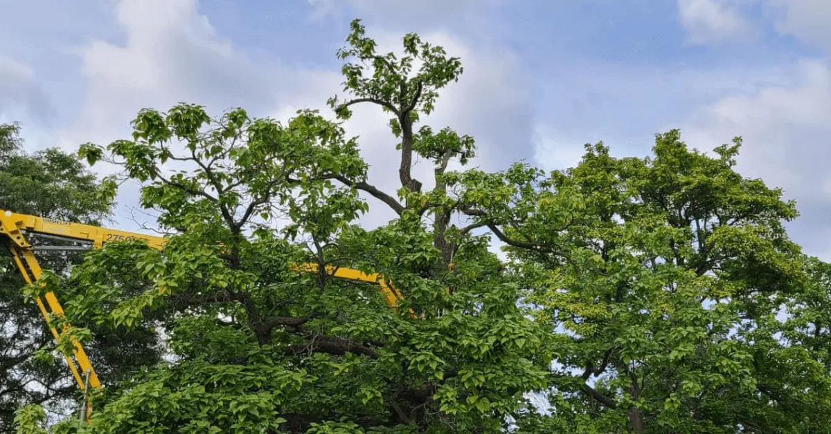 Certified arborist diagnosing tree disease in Milwaukee, WI