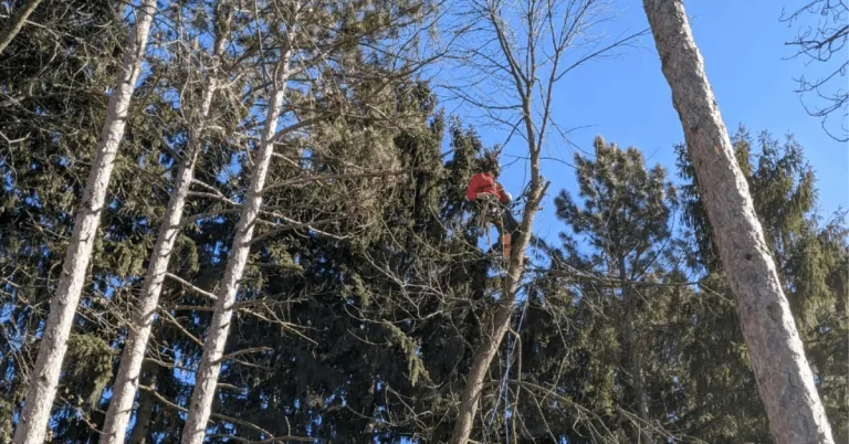 Tree service professionals clearing storm-damaged branches in Menomonee Falls, WI