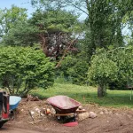 Best trees and shrubs to plant in Milwaukee yards