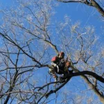 Tree doctor near me in Milwaukee ISA-certified arborist treating a mature tree in a neighborhood