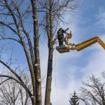 Dormant season tree work and landscaping in Wisconsin