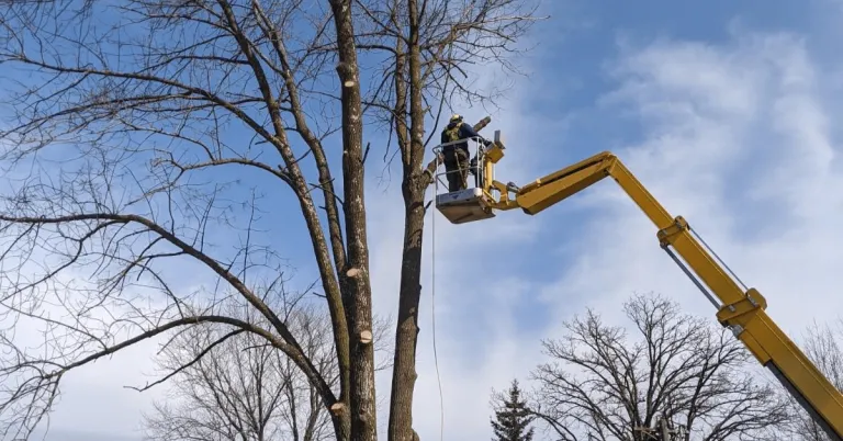 Dormant season tree work and landscaping in Wisconsin