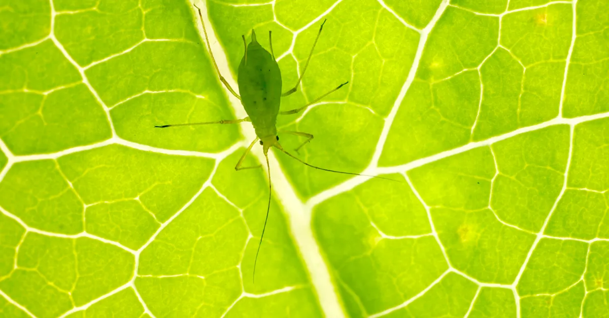 Plant Health Care