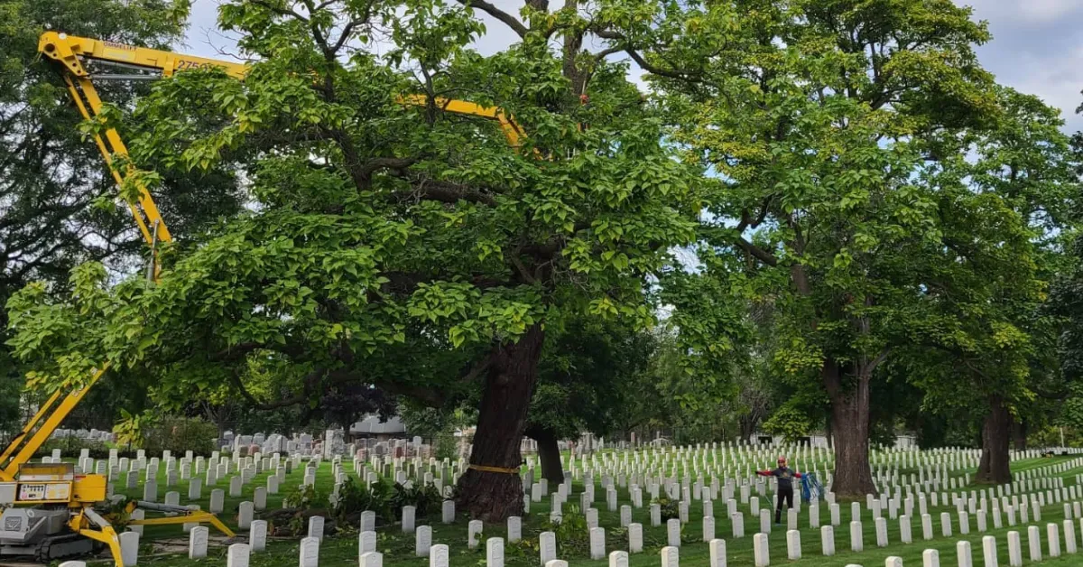 Tree Pruning & Tree Trimming