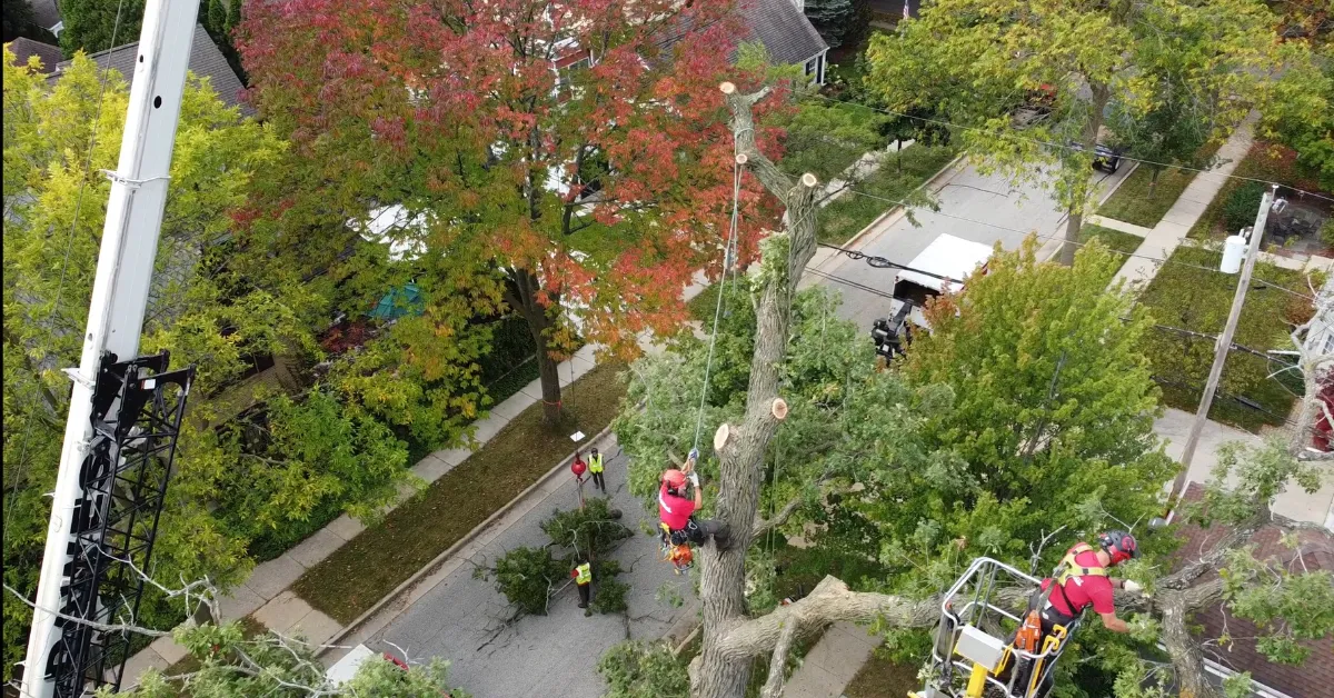 ISA Certified tree care specialist pruning a residential tree for safety