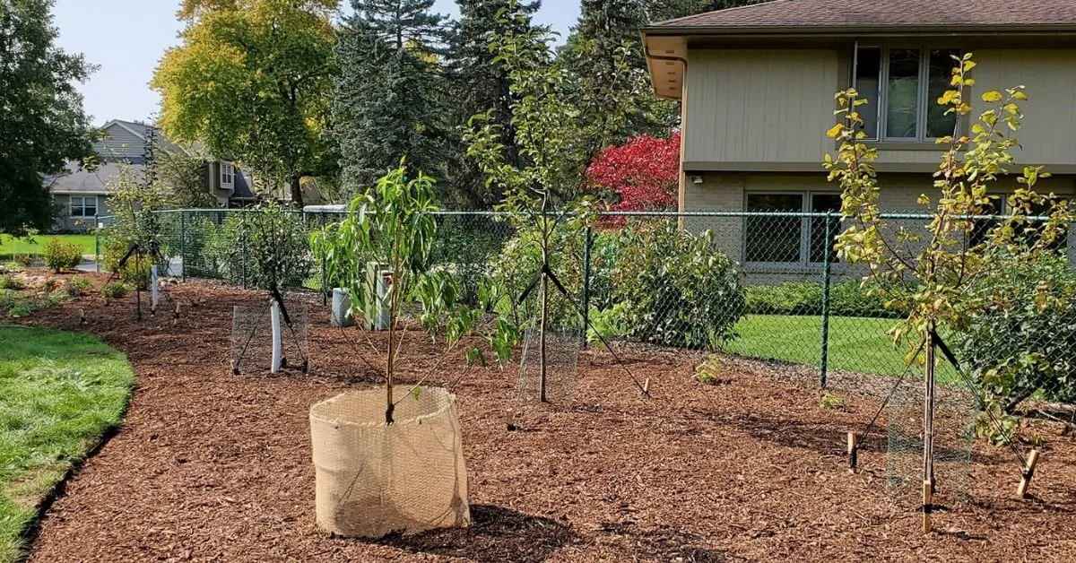 Milwaukee arborist providing professional tree care services