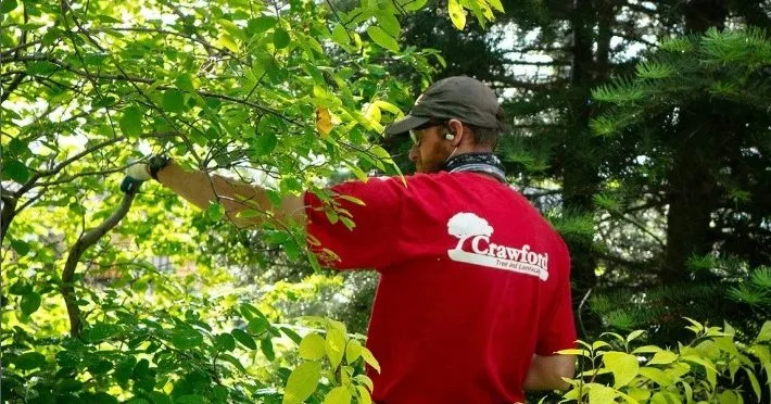 How to Spot Early Signs of Tree Disease Before It Spreads?