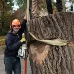 Tree removal permit requirements in Milwaukee and Wauwatosa, WI
