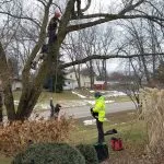Arborist applying mulch and inspecting tree roots during winter in Milwaukee, WI
