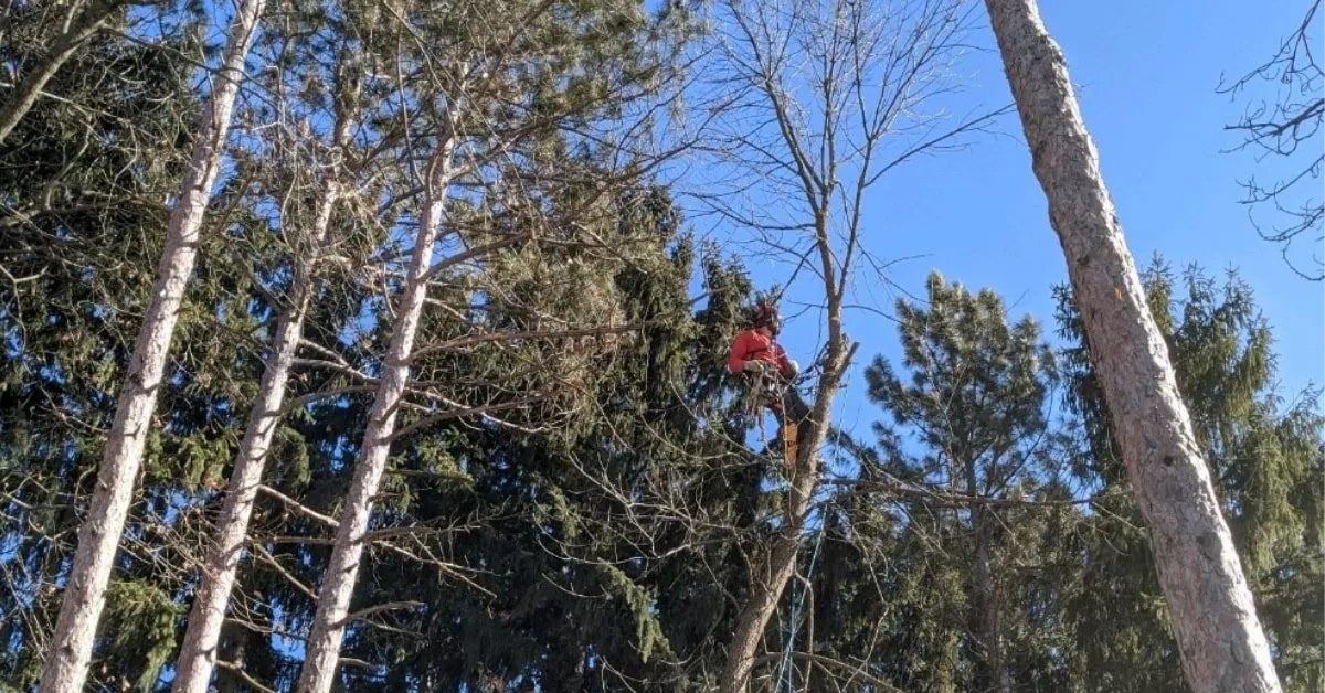 Arborist stabilizing a leaning maple tree with support cables in Milwaukee, WI