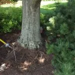 Tree root zone in Milwaukee showing winter soil conditions and partial root activity.