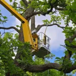 DIY tree trimming compared with professional tree trimming services